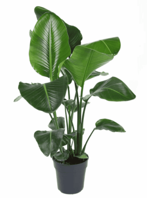 Strelitzia nicolai – Paradijsvogelplant – grote tropische kamerplant – ±100 cm
