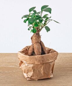 Ficus Ginseng Bonsai - Microcarpa - Potmaat Ø 6 Cm
