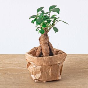Ficus Ginseng Bonsai – miniatuur met dikke wortelbasis – pot 6 cm