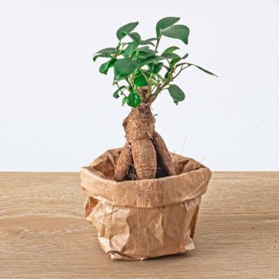 Ficus Ginseng Bonsai – miniatuur met dikke wortelbasis – pot 6 cm