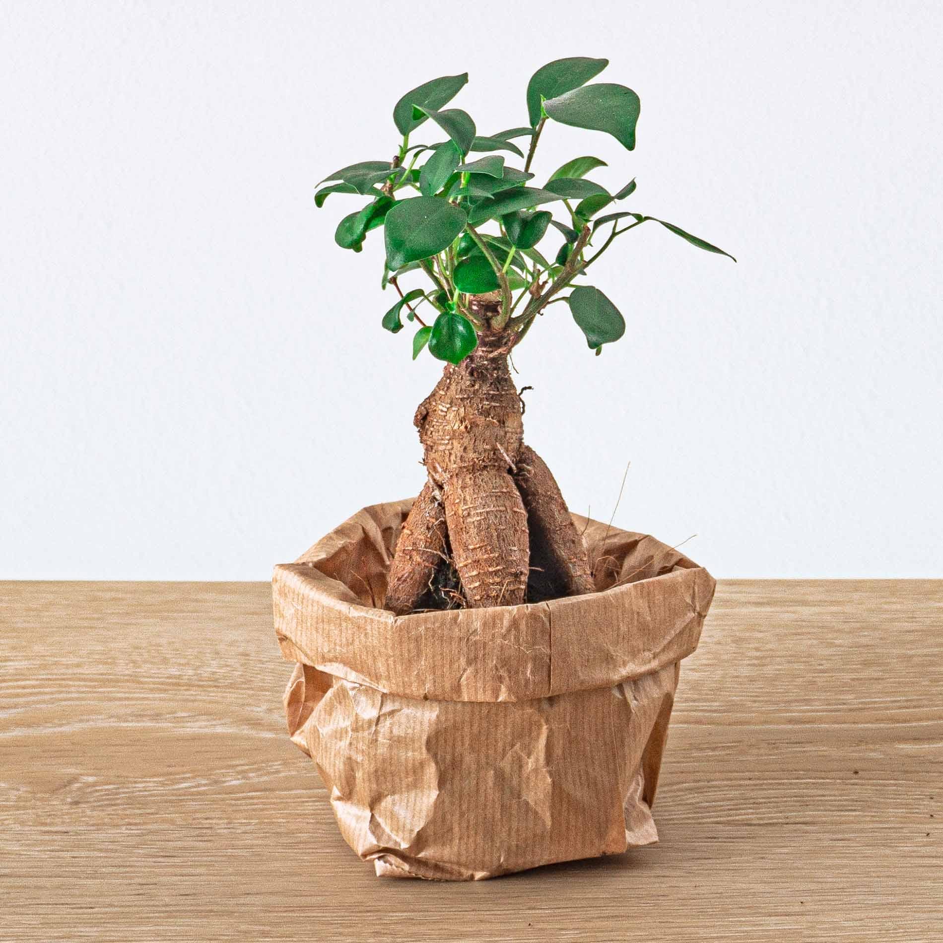Ficus Ginseng Bonsai - Microcarpa - Potmaat Ø 6 Cm