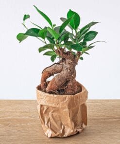 Ficus Microcarpa Ginseng Bonsai - Potmaat 8,5