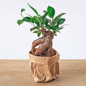 Ficus Ginseng Bonsai – met opvallende wortelstam – potmaat 8,5 cm