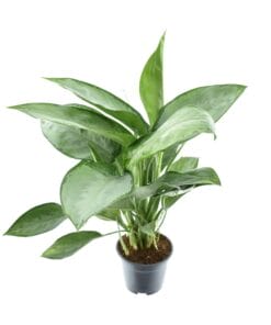 Aglaonema Silverado - Ø14Cm - ↕40Cm