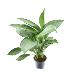 Aglaonema 'Silverado' – kamerplant voor weinig licht – pot 14 cm, ±40 cm