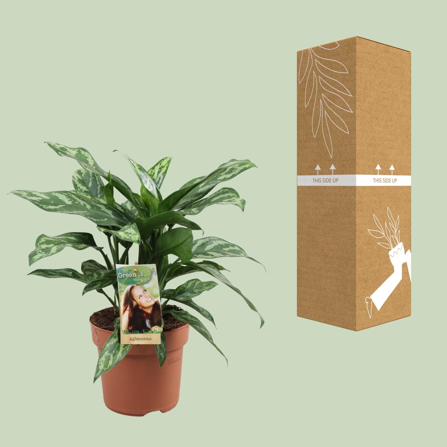 Aglaonema Maria - Ø17Cm - ↕40Cm - Afbeelding 3