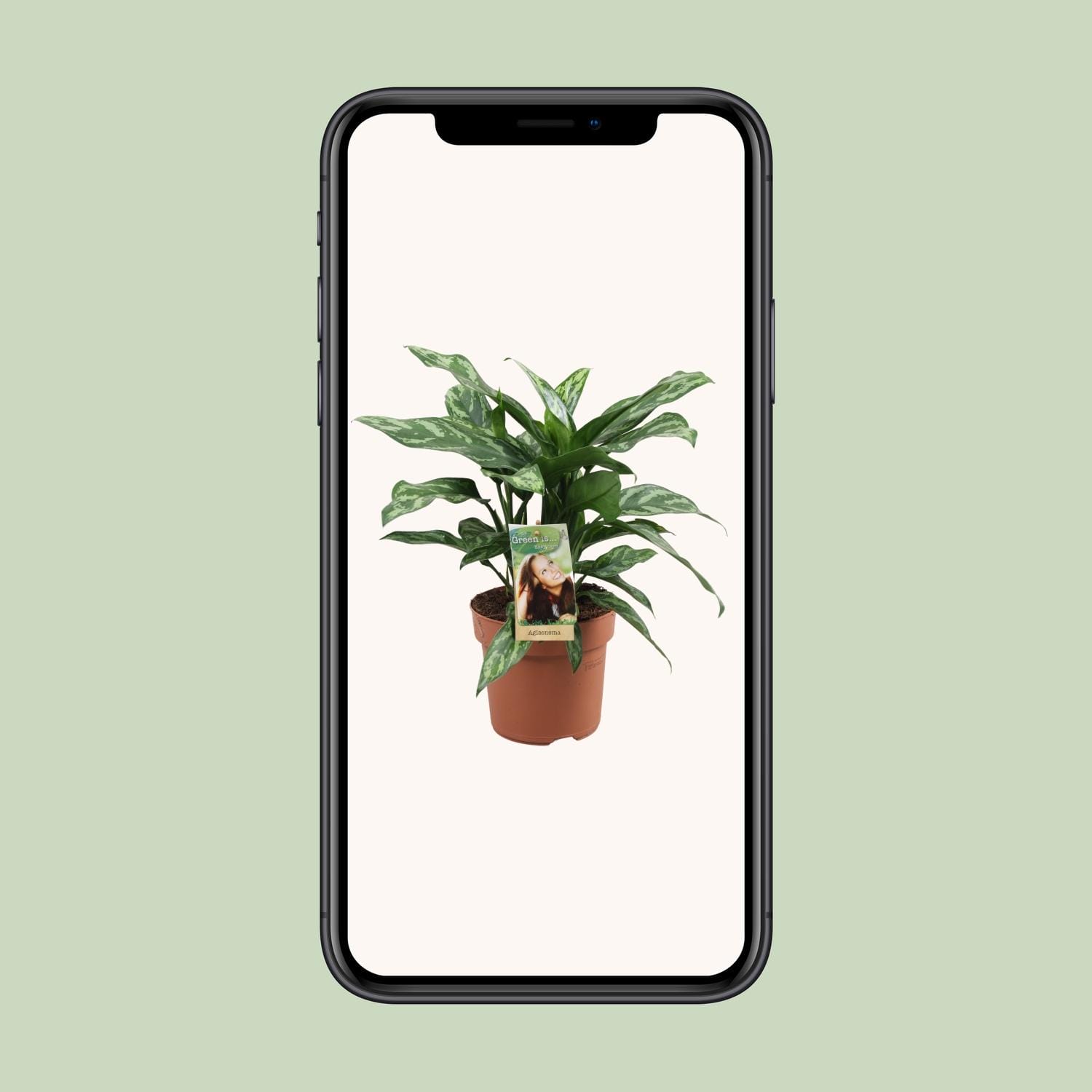 Aglaonema Maria - Ø17Cm - ↕40Cm - Afbeelding 4