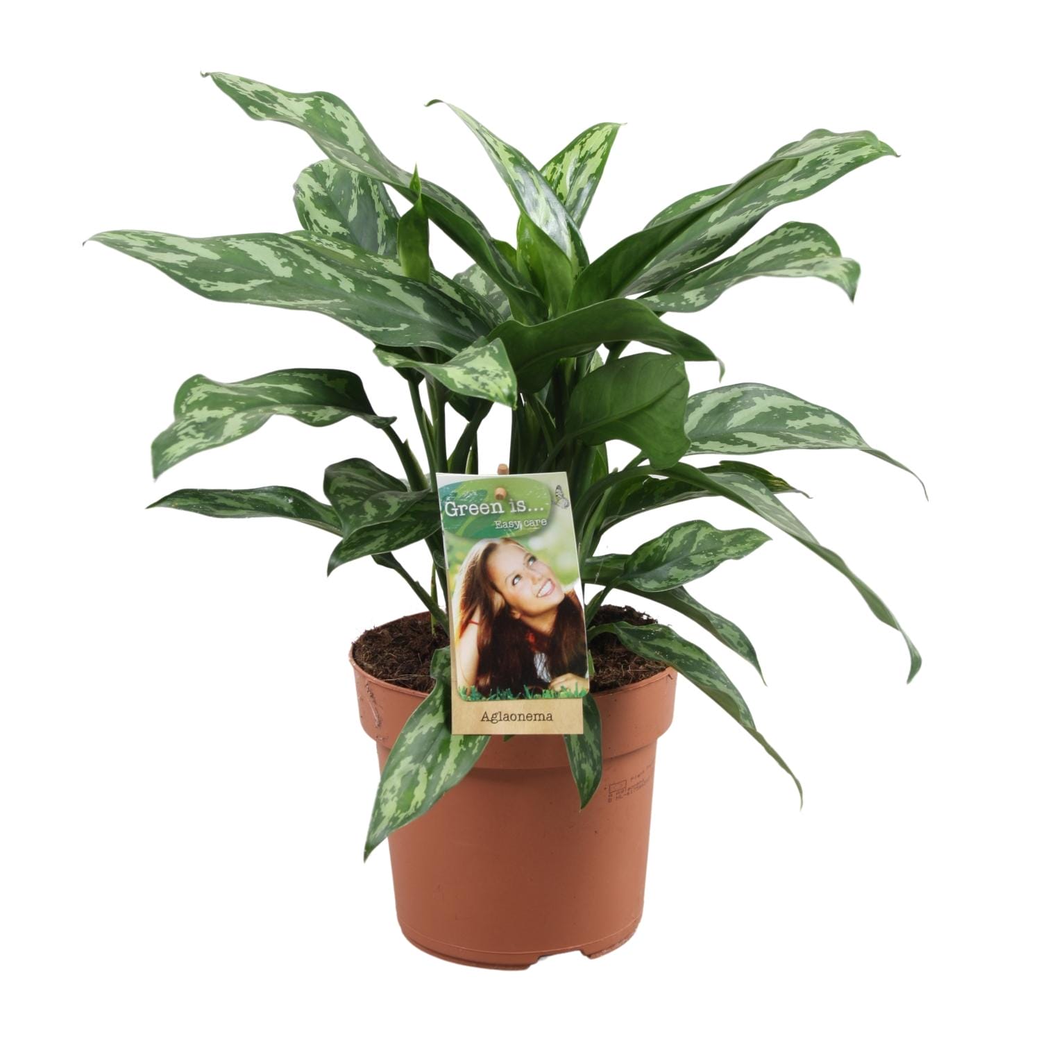 Aglaonema Maria - Ø17Cm - ↕40Cm - Afbeelding 5