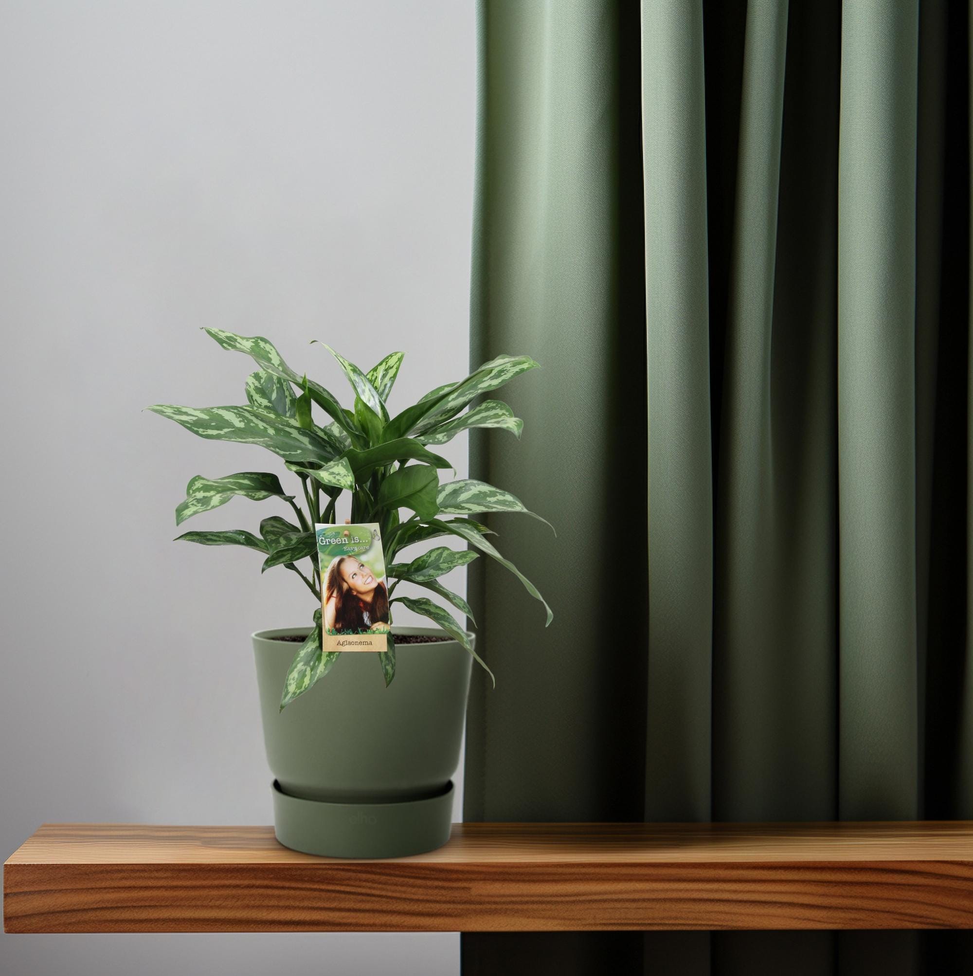 Aglaonema Maria - Ø17Cm - ↕40Cm - Afbeelding 6