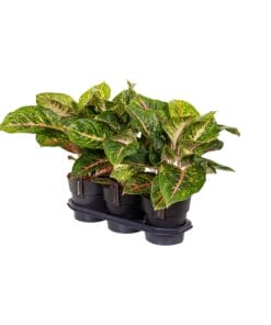 Aglaonema Spring Red - Ø19Cm - ↕60Cm
