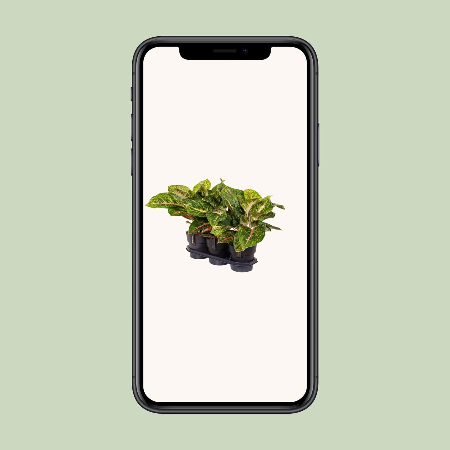 Aglaonema Spring Red - Ø19Cm - ↕60Cm - Afbeelding 4