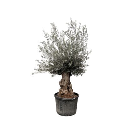 Olijfboom Bonsai (Olea europaea) – indrukwekkende mediterrane – pot 80 cm, ±225 cm