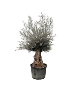 Olea Europaea Bonsai - 225Cm- Ø80