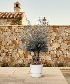 Olijfboom Bonsai (Olea europaea) – indrukwekkende mediterrane – pot 80 cm, ±225 cm - Afbeelding 4
