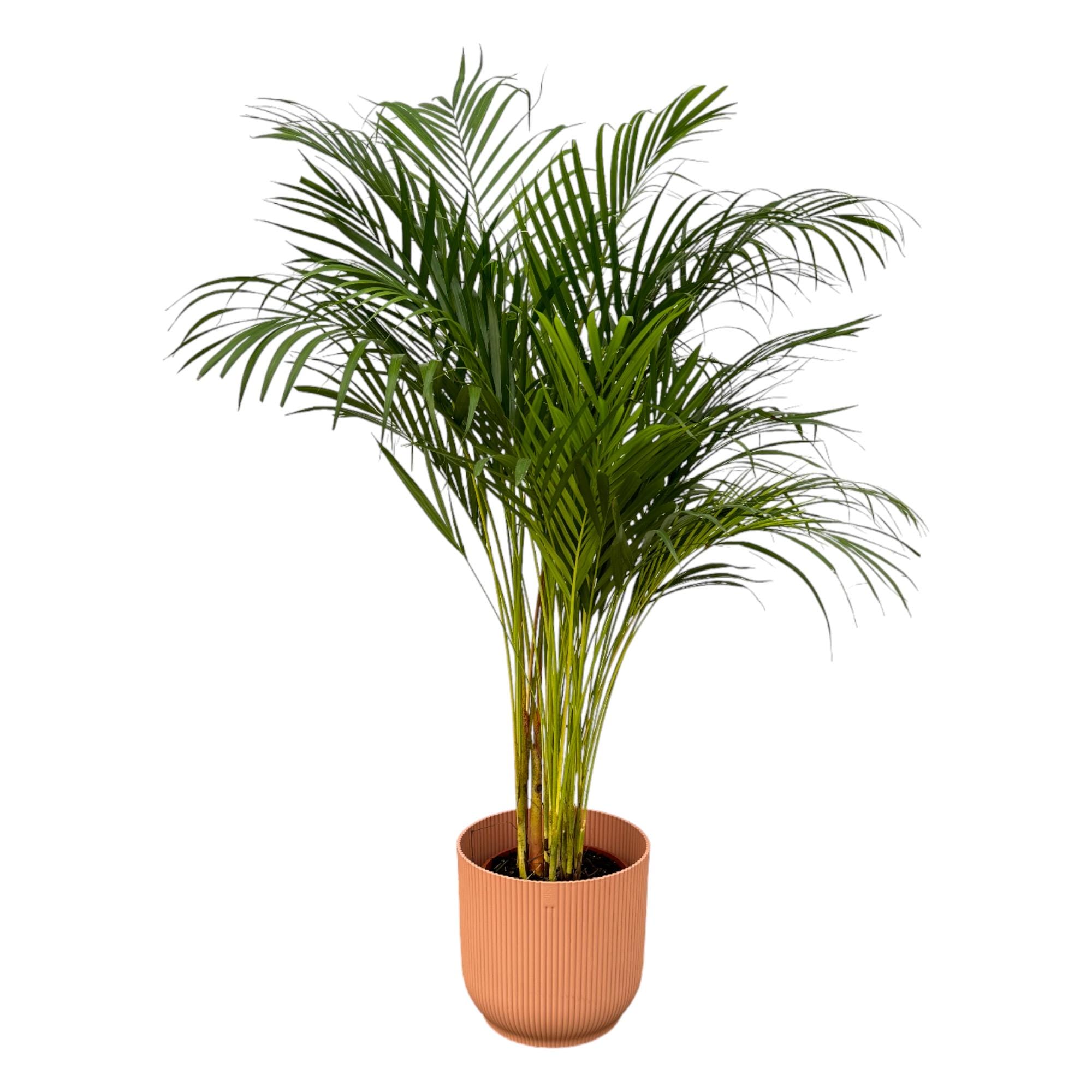 Areca Palm - ↨130Cm - Ø24Cm Inclusief Elho Vibes Fold Round Roze