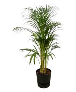Areca Palm - ↨110Cm - Ø21Cm Inclusief Elho Greenville Round Zwart