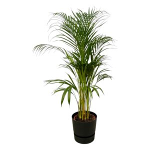 Areca Palm (Dypsis lutescens) – weelderige tropische kamerpalm – ±110 cm