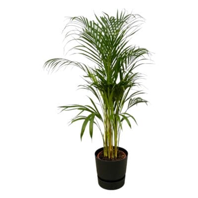 Areca Palm (Dypsis lutescens) – weelderige tropische kamerpalm – ±110 cm