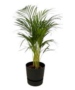 Areca Palm - ↨85Cm - Ø19Cm Inclusief Elho Greenville Round Zwart