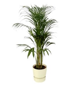 Areca Palm - ↨110Cm - Ø21Cm Inclusief Elho Greenville Round Wit