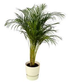 Areca Palm - ↨130Cm - Ø24Cm Inclusief Elho Greenville Round Wit