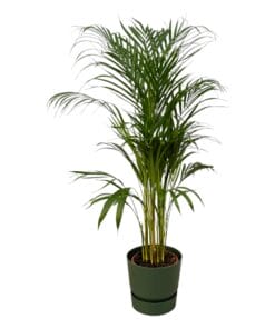 Areca Palm - ↨110Cm - Ø21Cm Inclusief Elho Greenville Round Groen
