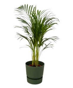 Areca Palm - ↨85Cm - Ø19Cm Inclusief Elho Greenville Round Groen