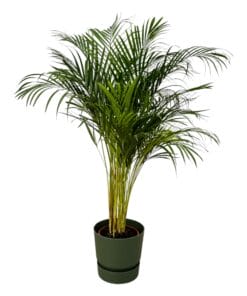 Areca Palm - ↨130Cm - Ø24Cm Inclusief Elho Greenville Round Groen