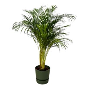 Areca Palm (Dypsis lutescens) – weelderige kamerpalm – ±130 cm