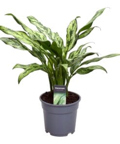 Aglaonema Juliette - 40 Cm - Ø12