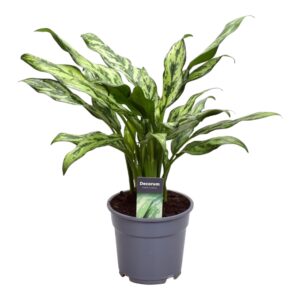 Aglaonema 'Juliette' – zilvergroen getekend blad – pot 12 cm, ±40 cm