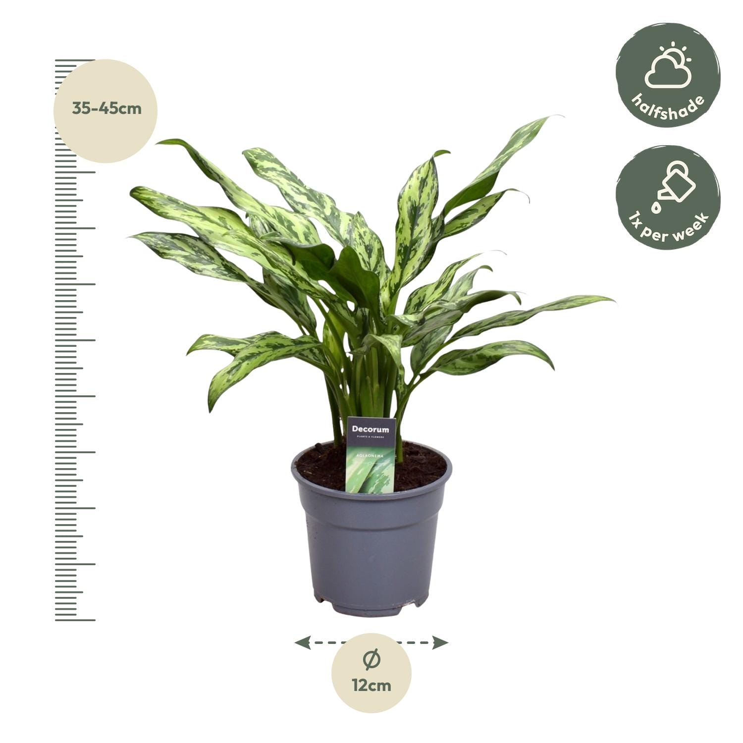 Aglaonema Juliette - 40 Cm - Ø12 - Afbeelding 2