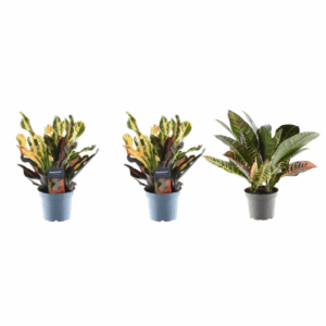 Croton Mix (Codiaeum variegatum) – set van 3 kleurrijke tropische – pot 12 cm, ±30 cm