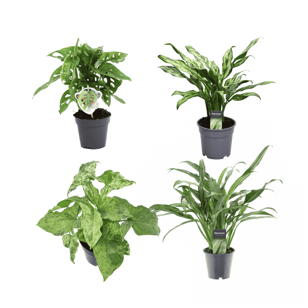 Groen Mix 4 Planten - Monstera Obliqua 'Monkey Leaf' - 25 Cm - Ø12 - Aglaonema Juliette - 40 Cm - Ø12 - Syngonium Mottled - 25 Cm - Ø12 - Aglaonema Cutlass - 40 Cm - Ø12