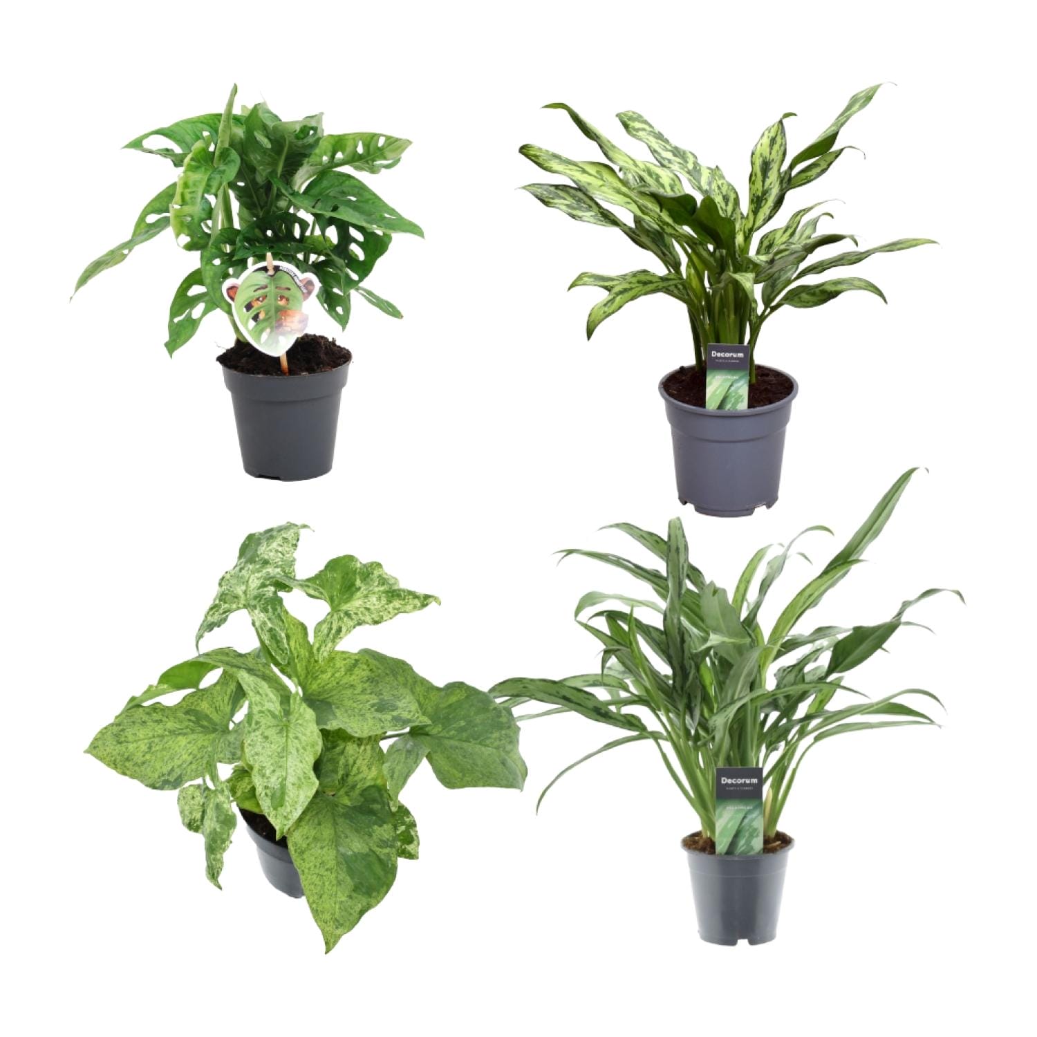 Groen Mix 4 Planten - Monstera Obliqua 'Monkey Leaf' - 25 Cm - Ø12 - Aglaonema Juliette - 40 Cm - Ø12 - Syngonium Mottled - 25 Cm - Ø12 - Aglaonema Cutlass - 40 Cm - Ø12 - Afbeelding 2