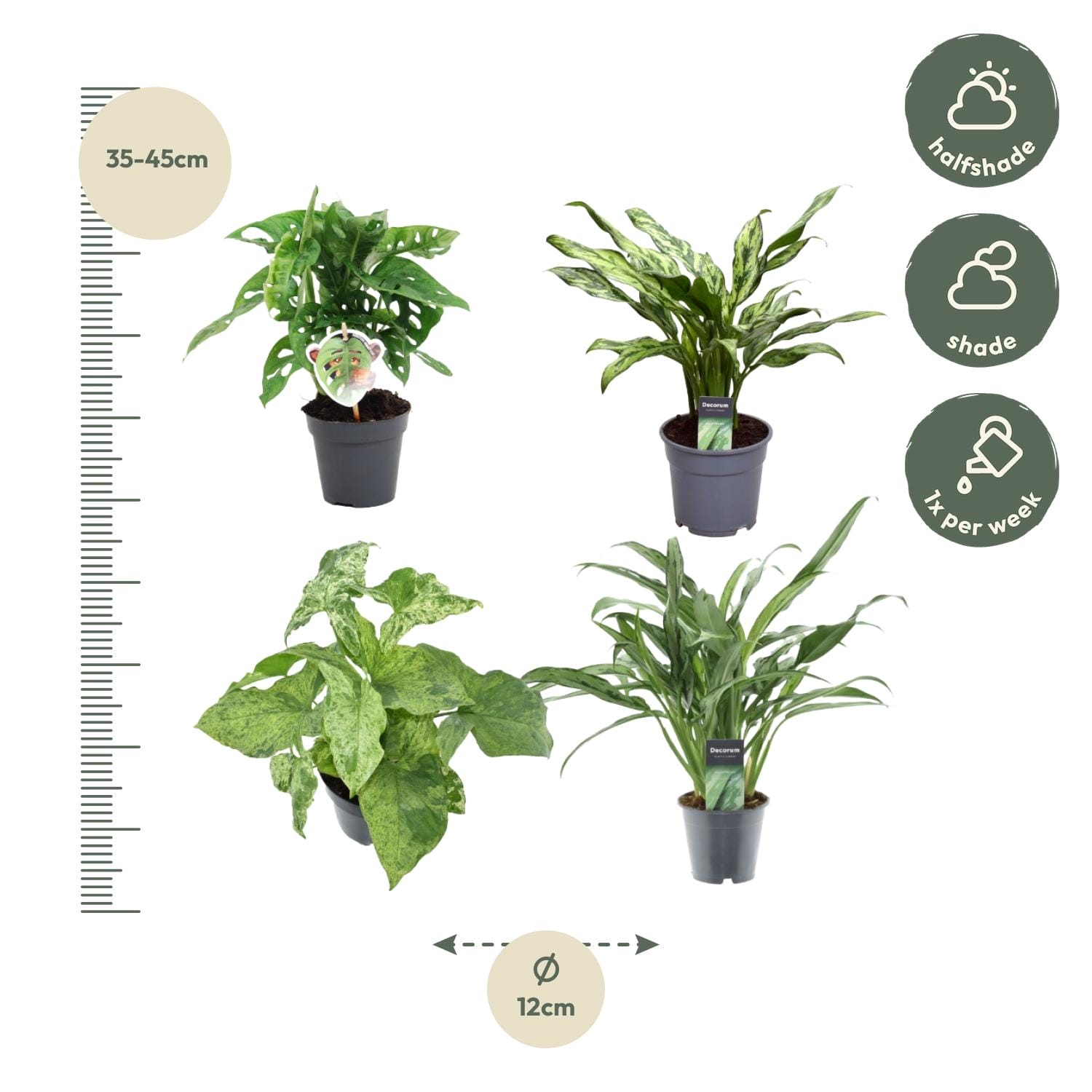 Groen Mix 4 Planten - Monstera Obliqua 'Monkey Leaf' - 25 Cm - Ø12 - Aglaonema Juliette - 40 Cm - Ø12 - Syngonium Mottled - 25 Cm - Ø12 - Aglaonema Cutlass - 40 Cm - Ø12 - Afbeelding 3