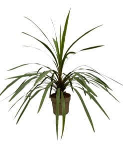 Cordyline Peko - 90 Cm - Ø24Cm