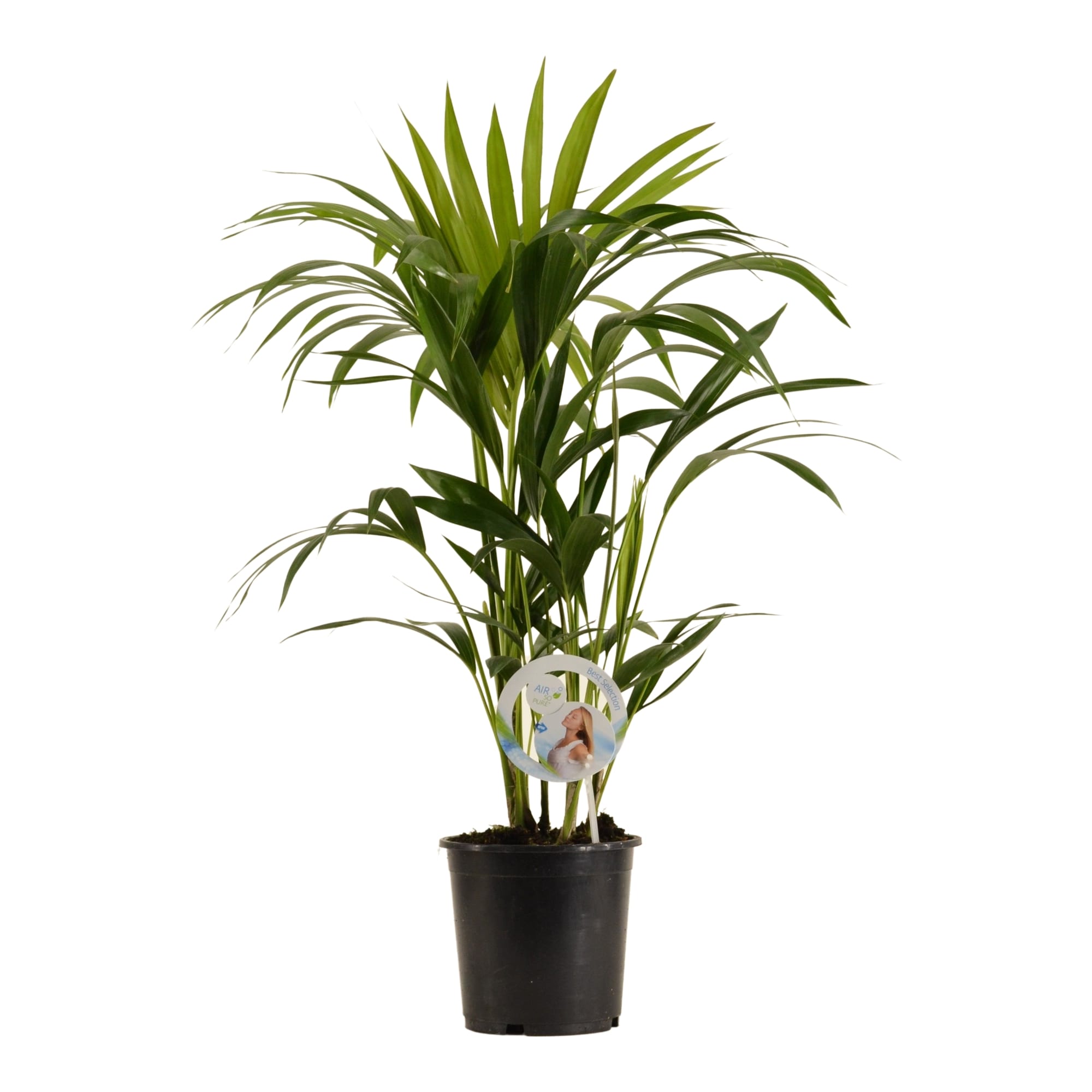 Kentia Palm - ↑ 80cm ⌀ 19cm