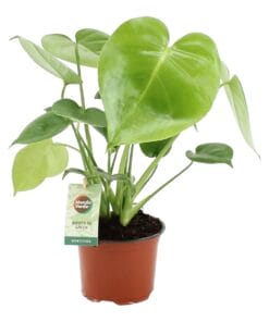 Monstera deliciosa - ↑ 40cm ⌀ 12cm