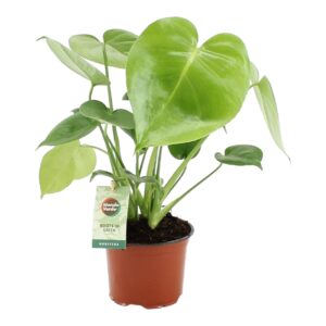 Monstera gatenplant – kamerplant met iconisch blad – ±40 cm