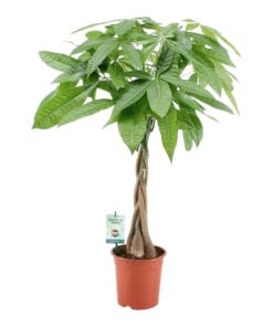 Pachira met gevlochten stam - ↑ 80cm ⌀ 19cm