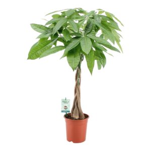 Pachira – gevlochten stam – geldboom met – ±80 cm