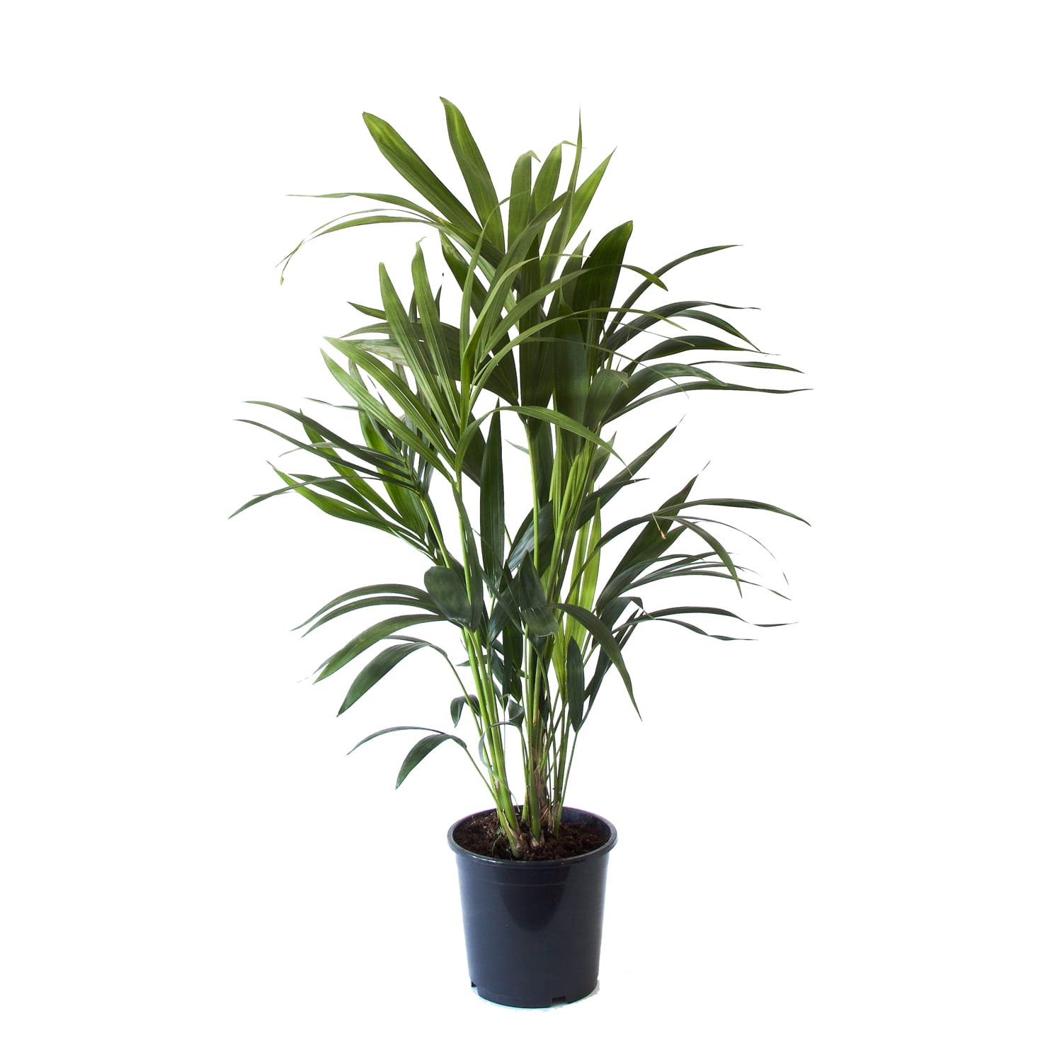 Kentia Palm - ↑ 90cm ⌀ 19cm