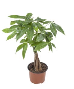 Pachira Aquatica - ↑ 45cm ⌀ 12cm