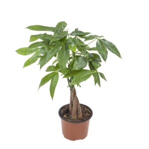 Pachira – Geldboompje – makkelijke kamerplant met gevlochten stam – ±45 cm