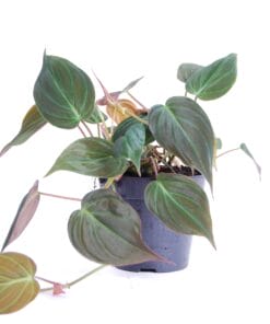 Philodendron scandens 'Micans' - ↑ 25cm ⌀ 12cm