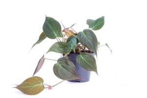 Philodendron 'Micans' – fluweelachtig hartvormig blad – ±25 cm