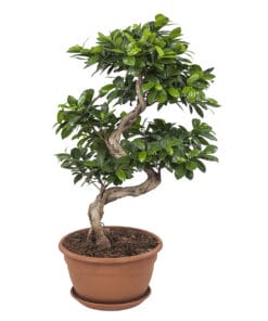 Ficus Gin Seng Bonsai - ↑ 70cm ⌀ 27cm