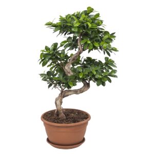 Ficus Ginseng – miniatuurboompje met knolvormige wortels – ±70 cm