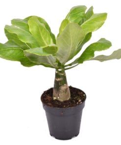 Brighamia insignis ‘Hawaii Palm’ - ↑ 42cm ⌀ 12cm